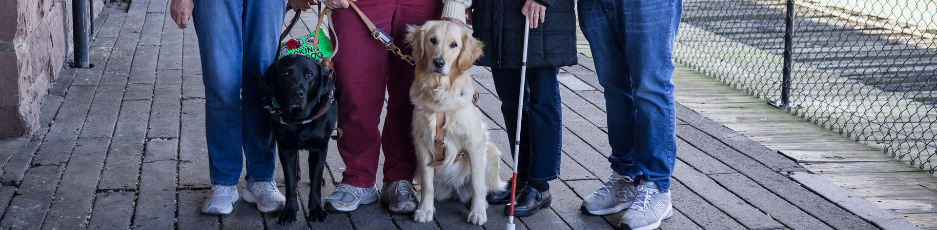 Two working guide dogs sit at the feet of their handlers.